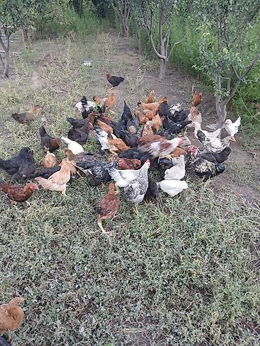 ordək balası və cucə: Şəkil 1 həftənindi saglam xoruzlardı içində 15 dənə xoruz var — 1