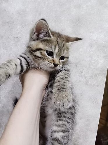 gəncə pişik: Şinşilla, Erkək, Dişi, Yaxşı əllərə, Ödənişli çatdırılma — 2