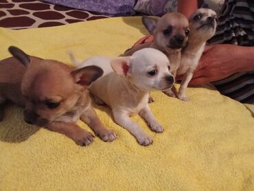 собаки для охраны: Чихуахуа чистокровный 1.2 месяца мама чихуахуа папа чихуахуа