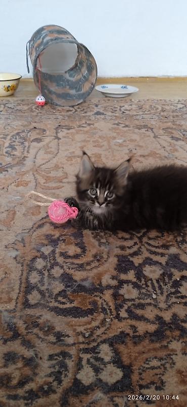 Продажа кошек: Мейн-Кун!!! Тигрёнок 🥰. Продается Шикарный, чистокровный котик от — 8