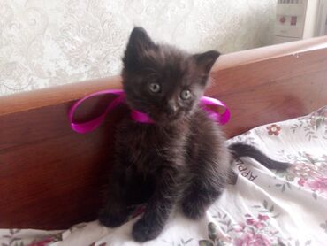 бесплатные кошки: Мальчик, Приучена к лотку