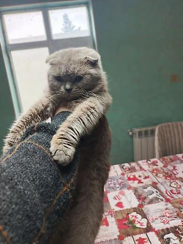 Pişiklər: Şotland — 15