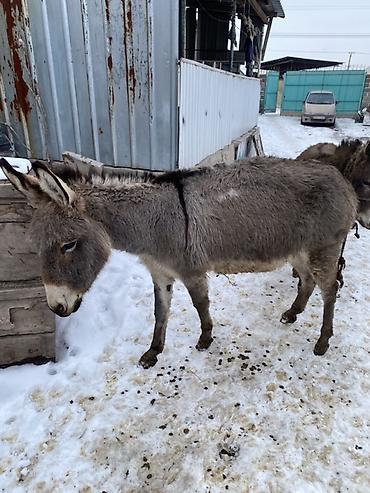 Другие с/х животные: Осел с серым окрасом шерсти, находящийся на заснеженной территории — 9
