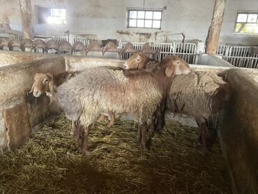 собака французский бульдог купить: Сатам | Кочкор (эркек) | Эдильбай | Союуга, Көбөйтүү үчүн | Асыл тукумдуу