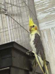 pişik ucun yuva: Başlıq: Korella quşudu 2 ededir biri dişidi biri erkeydi – 3 dənə