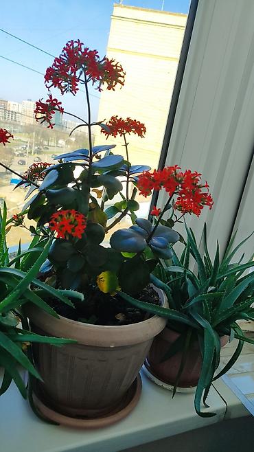 Другие комнатные растения: Распродажа!!!Комнатные растения за всё 2000 сом — 3