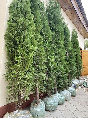 Туя: Продаются туи колоновидные🌲 Выращиваем сами, с 2013 года,со всей — 4