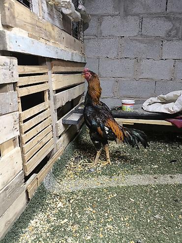 Куры, петухи: Продаю | Петух | Дакан | Для разведения, Для боев — 6
