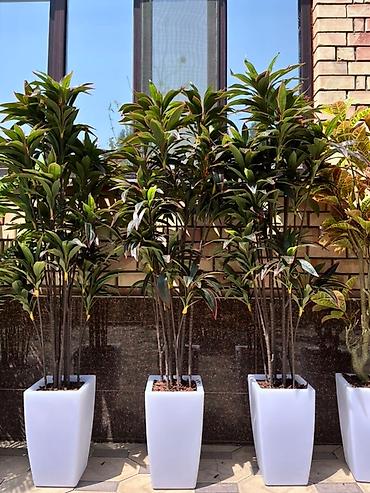Декоративные цветы: 🌿 Mayram Decor KG — искусственные деревья, цветы и зелёные композиции — 5