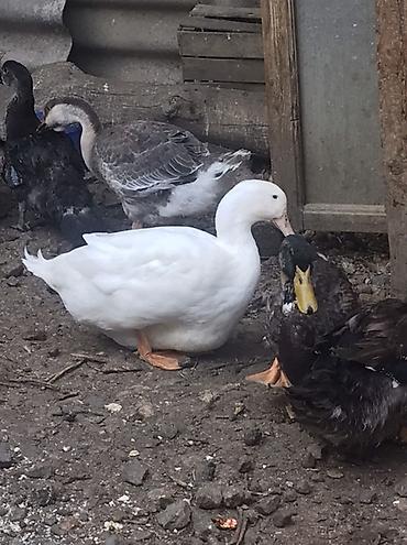 qaz farm: Aq rengde olan. Ayzberq. Deyilen Ruan satilir. 9 ayliq tek xoruzdu — 1