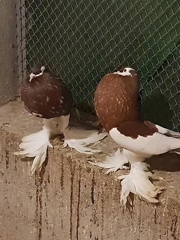 Pişiklər: Pişiklər — 9