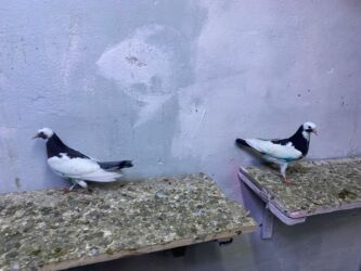 İtlər: 3 eded göyerçin ikisi çiy bala bir keçen sağsağanlar sonu 15manat üçü