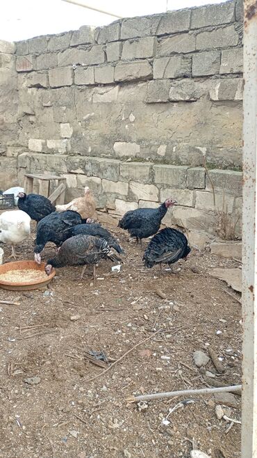 Hinduşka: Salam. olsun. Hamıya hindişka. satlır. lal ördək. satlır. ördəklər -da lalafo.az — 8 Hinduşka: Salam. olsun. Hamıya hindişka. satlır. lal ördək. satlır. ördəklər — 8