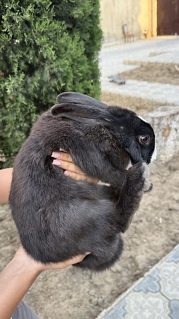 kirpi heyvan: Saglam, qara heyet dovşani 🐰 — 5