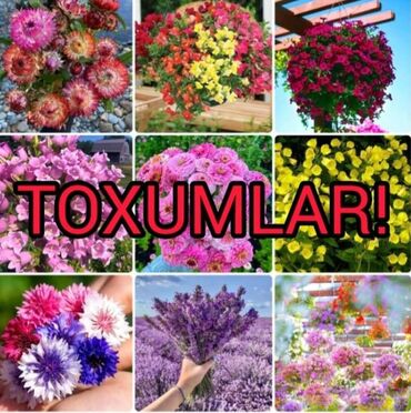 ağaç satış: Gül Toxumların Satışı 🌸 Catırılma mövcüdür 🚚 Bölgələrə catırılır 📦 20