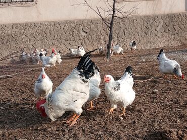 Птицы: Продаются куры Адлерская серебристая, чистокровные, 50 штук 5 петухов