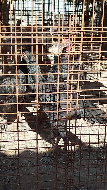 куриный угалок: Продаю | Куры — 2