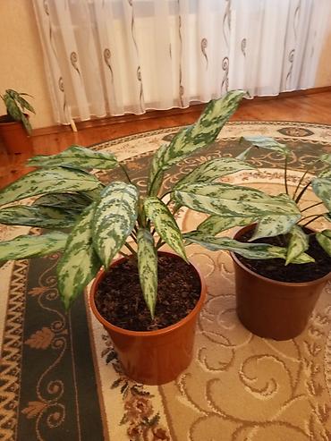 sitili: Aglaonema (Çin həmişəyaşılı) otaq bitkiləri - Növ: Aglaonema — 5