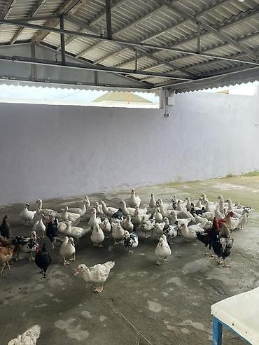 disi danalar: Salam hamısı laldı erkekde var dişide balacası 15m böyükü 20 — 3