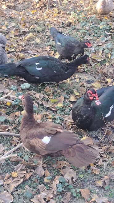 Ördəklər: Dişi, | Macar, Damazlıq, Pulsuz çatdırılma — 29