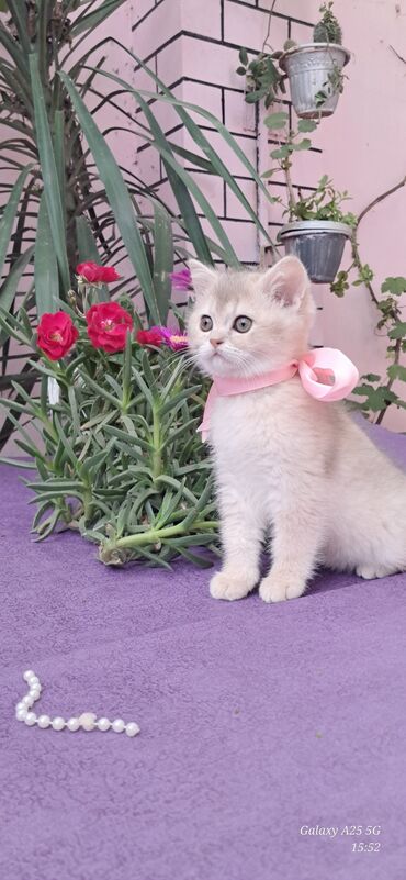 золотая шиншилла баку: Шиншилла, Самец, В добрые руки, Самовывоз