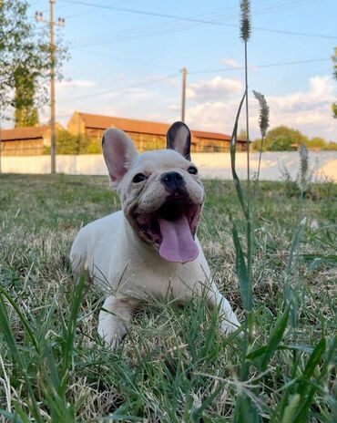 papuce su model: Prelepi štenci rase francuski buldog, stari tri meseca, spremni za