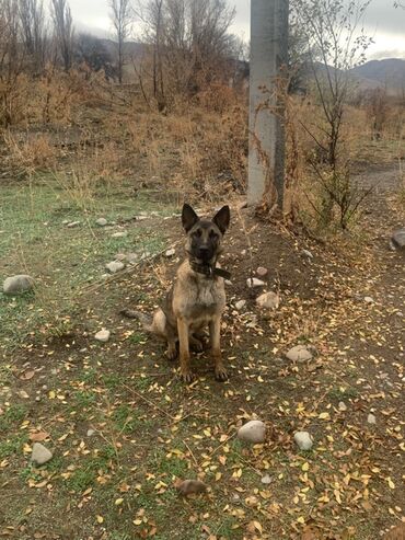 собака булдок: Овчарка, 2 года, Самка, С прививкой