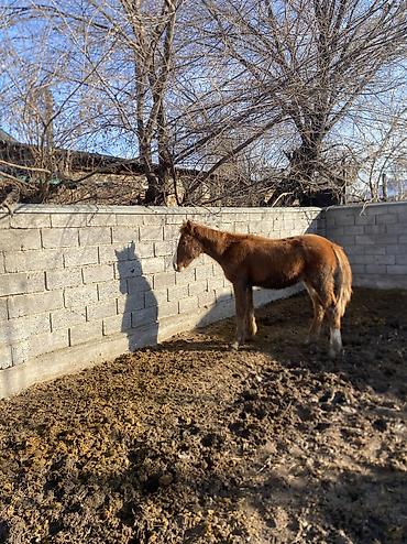 Лошади, кони: Продаю | Жеребенок | Полукровка | Рабочий — 15