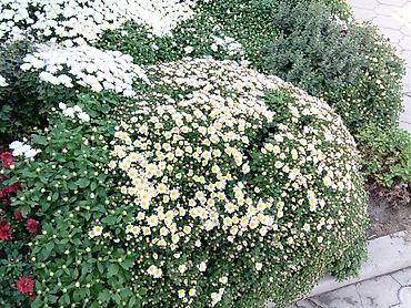 Продажа коттеджей и домов: Дом совхоз ала тоо с ремонтом,кондиционер,отопление комбинированный,3 — 15