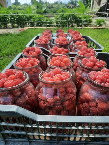 печи для бани с баком для воды в бишкеке: Саженцы : Малина, Самовывоз