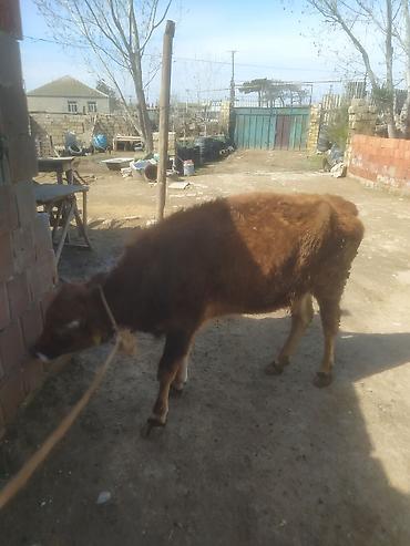 Dana, buzov: Dana, buzov — 4