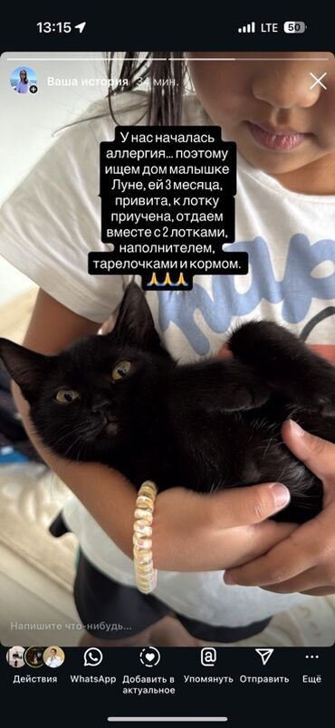 отдам щенка в хорошие руки бесплатно: Кошка даром: Беспородная, 3 месяца, Девочка, Приучена к лотку, Проглистована, С прививками