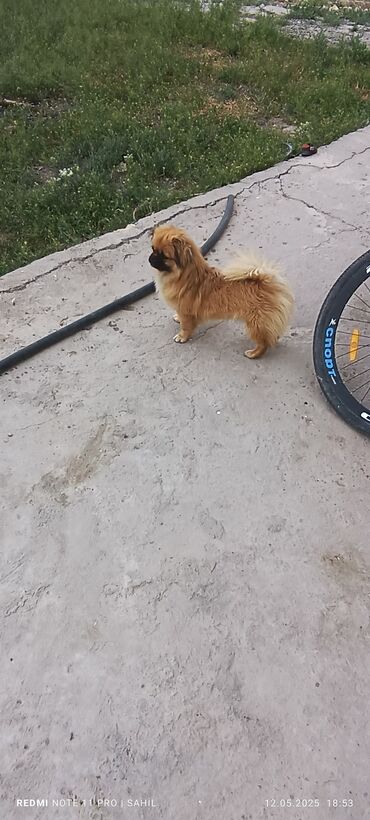 xaski gence: Pekines, 1 il, Erkek, Cütləşmə üçün, Pulsuz çatdırılma