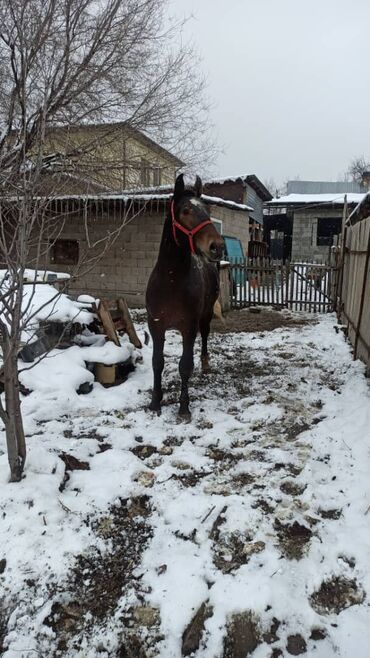 Лошади, кони: Продаю | Жеребенок | Рабочий, Конный спорт — 6