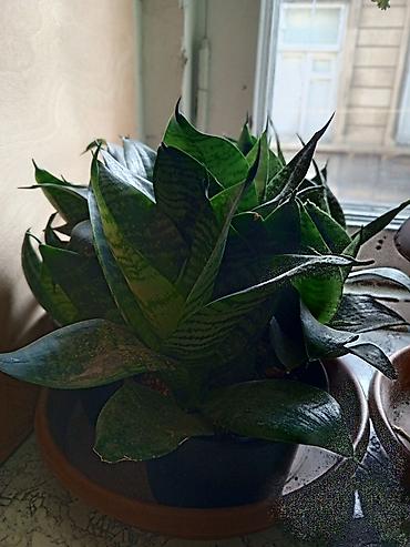 roza: Satılır: otaq bitkiləri dəsti 1) Spathiphyllum (Sülh zanbağı) - — 4
