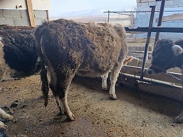 Коровы, быки: Продаю | Бык (самец) | Герефорд | На откорм | Привязанные — 5