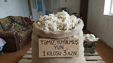 Məhsul: Təmiz, yuyulmuş yun - Təbii qoyun yunu, yuyulmuş və kirlərdən