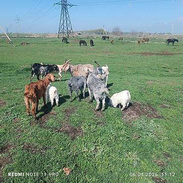 Лошади, кони: Продаю | Конь (самец) | Мерин — 7