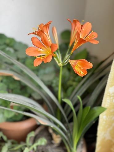 otaq bitkiləri: Bitki: Kliviya (Clivia miniata) – narıncı çiçəkli, evdaxili dekorativ — 2