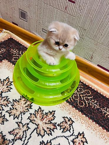 Pişiklər: Şotland — 13