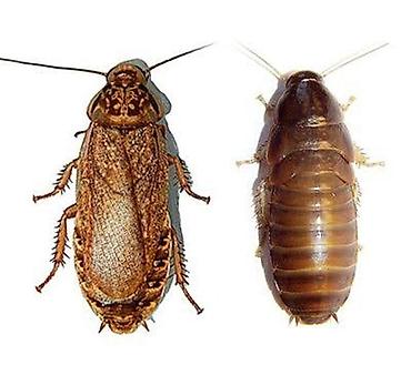 Lobster Taran ları satılır tam sağlamdılar səliqəli baxılıb təmizdilər lalafo.az -da Lobster Taran ları satılır tam sağlamdılar səliqəli baxılıb təmizdilər