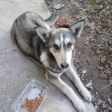 албай ит: Бишкек Наверно потерялась собака,девочка. Ест только сухой корм