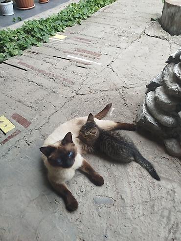 сиамский: Сиам мышыгына окшош сулуу эне 1 баласы менен жакшы багам дегендерге — 1