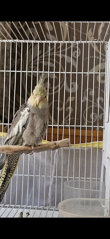 korella quşu acıq sarı 45 azn: Nimfa (Cockatiel) tutuquşuları – boz-ağ ləkəli lələklər, sarı daraq və — 3