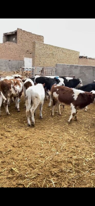 Dana, buzov: Satışda – müxtəlif rənglərdə və yaşlarda dana qrupı. Xüsusiyyətlər: - — 17