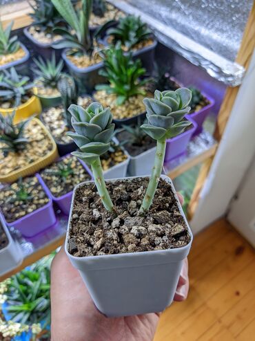 Otaq bitkiləri: Sukkulentlər. Sağlam və dözümlü bitkilərdi. Uzun müddət susuz qala — 2