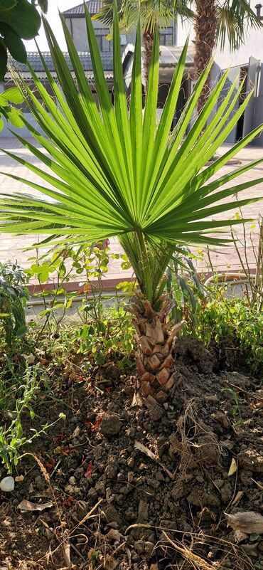 Ağaclar: Vaşınqton palma ağacları satılır qiymətlər palmaya görə dəyişir 10 -da lalafo.az — 3 Ağaclar: Vaşınqton palma ağacları satılır qiymətlər palmaya görə dəyişir 10 — 3