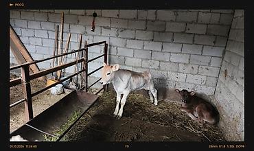 Айыл-чарба жаныбарлары: Сатам | Музоо | Бордоп семиртүү үчүн, Союуга, Көбөйтүү үчүн | Жасалма уруктандырылган — 5