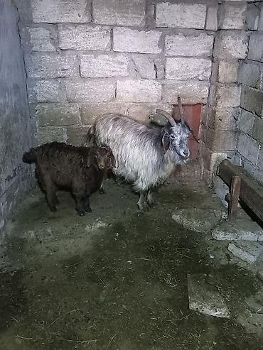 Mal-qara: Salam.tam saqlam ana bala heyvanlardi.keci tekesin alib 1 aydi.unvan — 1
