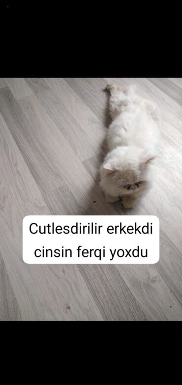 lalafo pişik: Fars, Erkək, Yaxşı əllərə